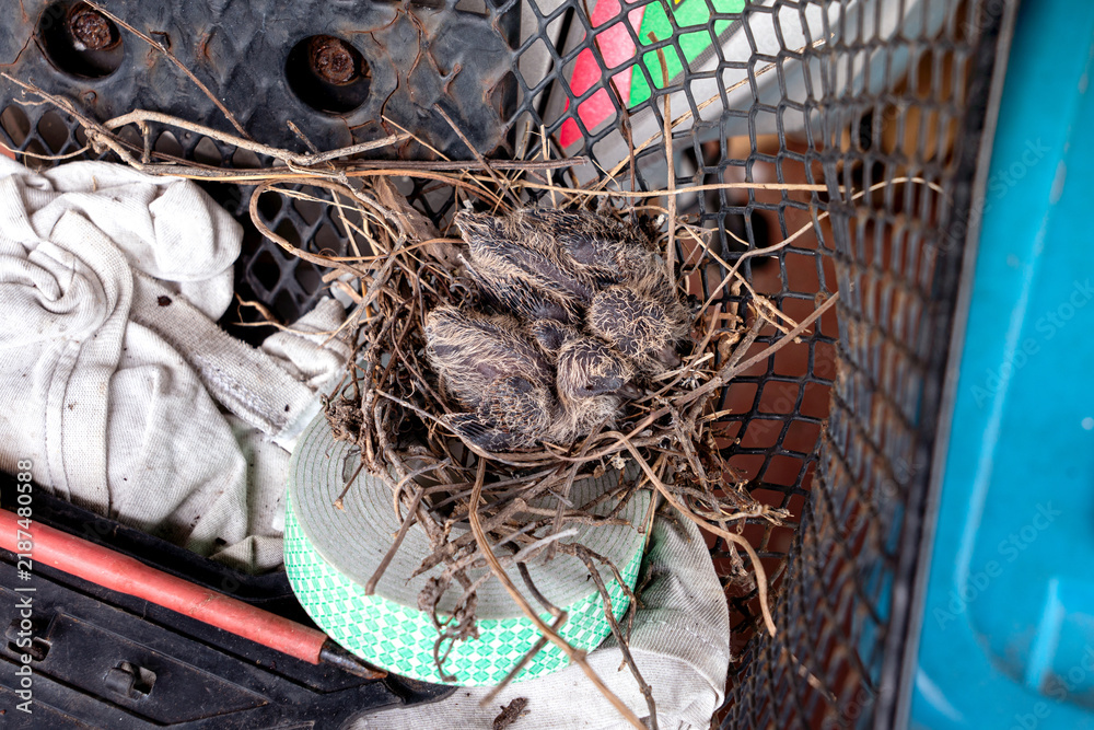 Fototapeta premium Zebra Dove - Geopelia striata. Two baby birds rest in nest built in old motorbike basket mother is out looking for food. wildlife urban adaptation and coexistence with human environments.