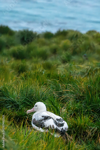 Fotografie A wandering albatross at rest on South Georgia Island