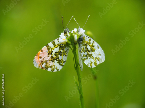 Mating pair of Orange Tip butterflies on a wildflower in Italy.