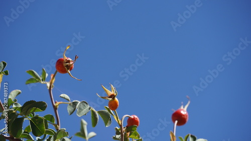 Red rose hips against clear blue sky in Ladakh, India; autumnal scene with vibrant red berries, green leaves, and bright sunlight casting sharp shadows on a sunny day in remote Himalayan landscape.