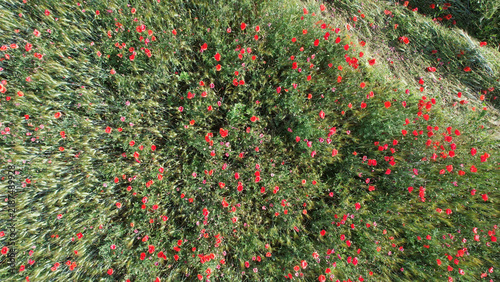 Bild auf Leinwand An overhead drone view captures a sprawling field filled with bright red poppies