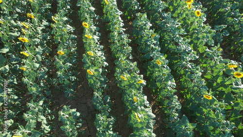 Bild auf Leinwand An overhead perspective captures the organized beauty of a sunflower farm, showc
