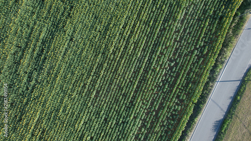 Foto Drone footage captures the geometric precision of a large sunflower plantation a