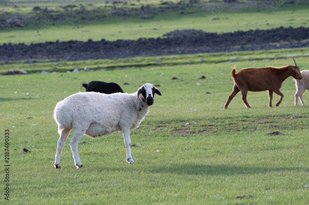 Obraz premium Sheep and goats grazing together in the pasture, Orkhon Valley, Mongolia