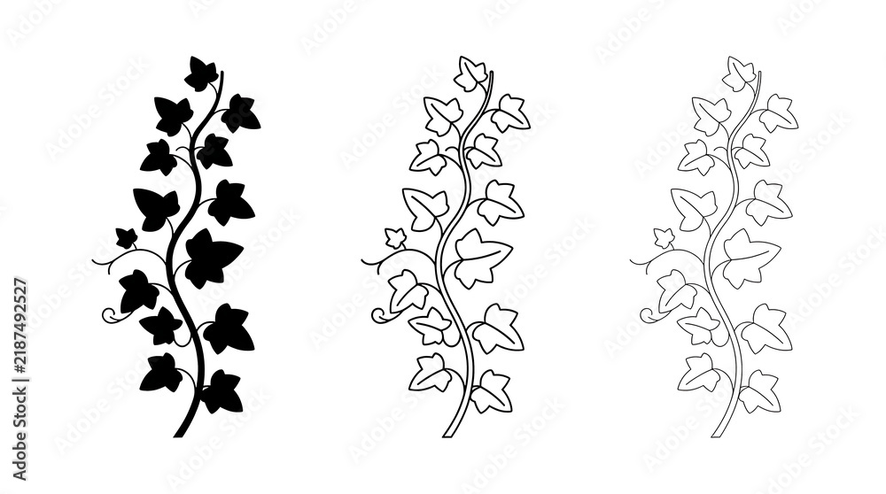 Fototapeta premium Ivy vine leaf icon set isolated on transparent background