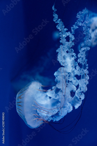 Naklejka クリサオラ・プロカミア Chrysaora plocamia