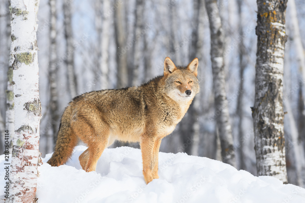 Fototapeta premium Coyote (Canis latrans) Stands in Birch Treeline Looking Out Winter