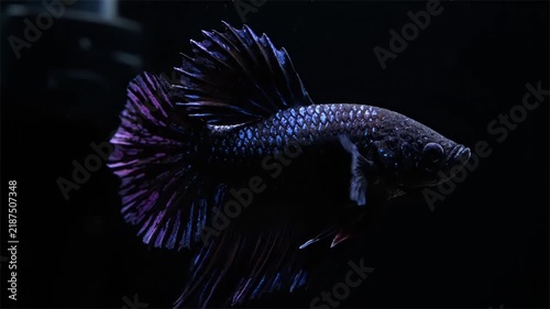 Black metallic blue betta fish swimming gracefully in aquarium on dark background