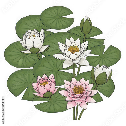 White lotus flowers blooming on green lily pads in nature