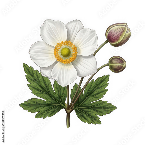 White wildflower with green leaves on white background
