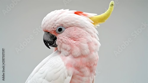 Major Mitchell's cockatoo close up portrait with pink plumage and yellow crest