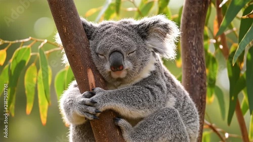 Cute koala sleeping while hugging eucalyptus tree branch in natural sunlight