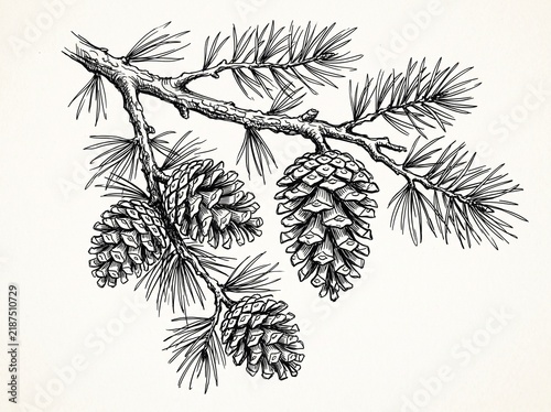 Vector sketch hand drawn pine cones on a branch, line art