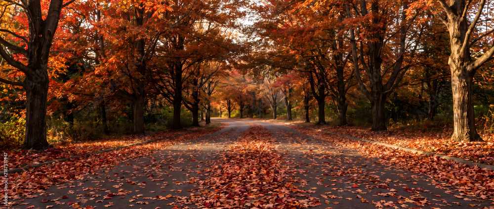 Obraz premium A quiet autumn road lined with colorful trees, blanketed in fallen leaves under warm sunlight.