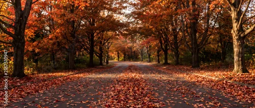 Panel kuchenny z motywem A quiet autumn road lined with colorful trees, blanketed in fallen leaves under warm sunlight.