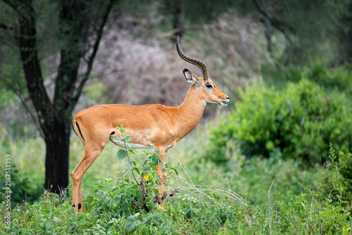 Foto A male impala (Aepyceros melampus) stands in profile among green vegetation, its lyre-shaped horns visible, in Tarangire National Park, Tanzania