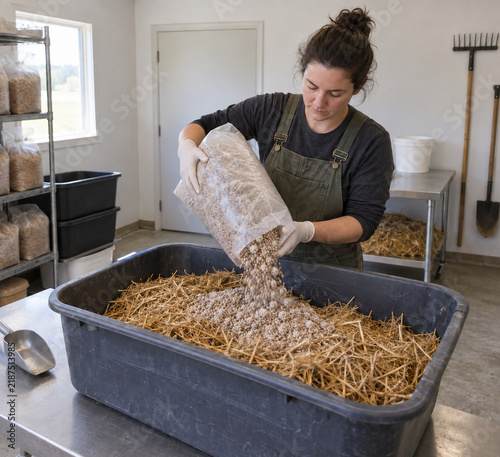 Grower adding grain spawn to straw substrate in a farm workroom