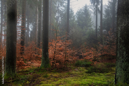 Misty forest floor with moss and autumn leaves on a gloomy day