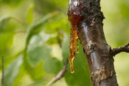 Close-up of amber-colored tree sap dripping from a branch in soft focus