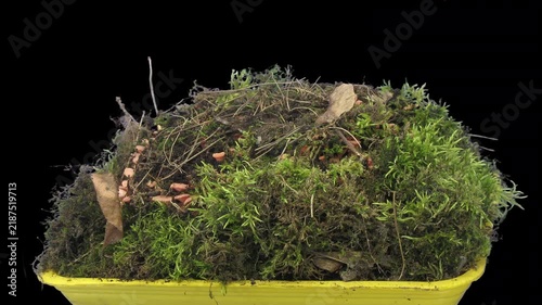 4K time lapse of yellow oyster mushrooms growing and fruiting on a moss-covered forest floor, from first appearance to mature clusters, isolated on a black background.