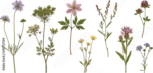 Pressed Wildflowers Herbarium Collection Vintage Botanical Flat Lay Set