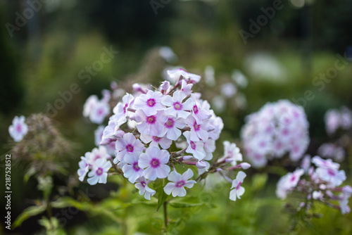 Foto White and pink phlox flower cluster blooming in outdoor garden setting
