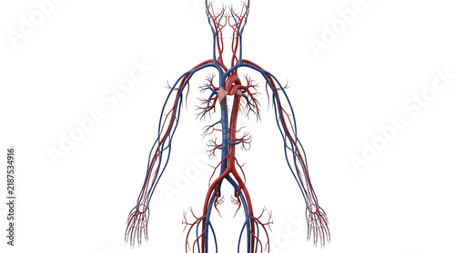Human circulatory system model showing heart veins and arteries for medical education and science study.