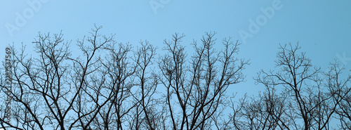 Bare tree branches silhouetted against a clear blue winter sky at dusk for se...