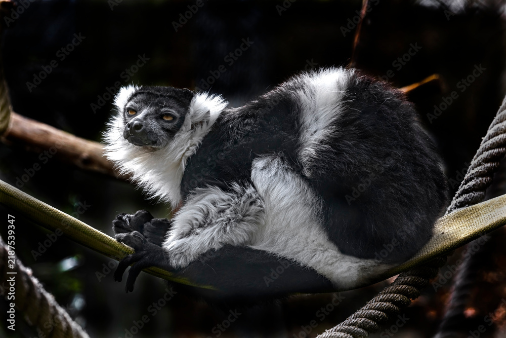 Obraz premium Black-and-white ruffed lemur on the rope. Latin name - Varecia variegata