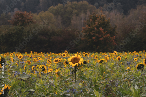 Mystical autumn sunflower field with golden light and enchanting atmosphere.