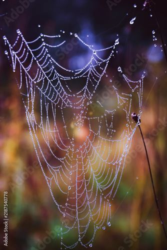 Dew-Covered Spiderweb in Morning Light on a Autumn Meadow with Sundew plant.