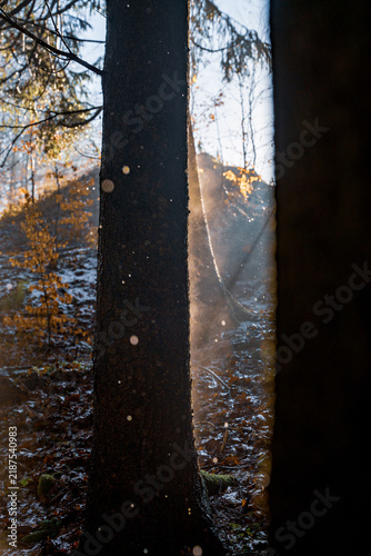 Frosty autumn forest with sunlight and sparkling morning frost.