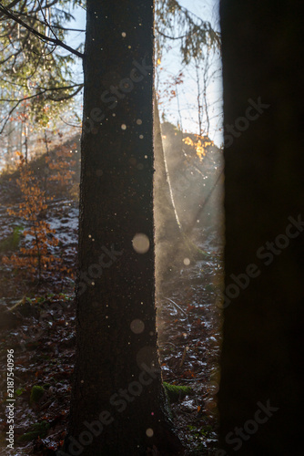 Frosty autumn forest with sunlight and sparkling morning frost.
