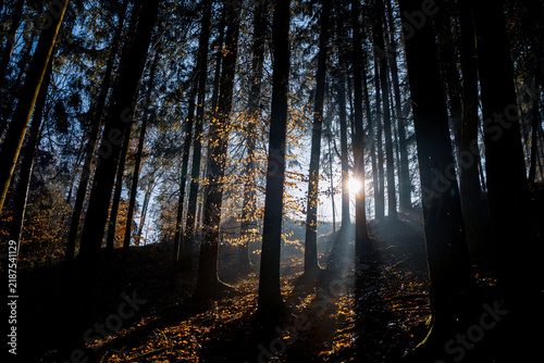 Magical autumn forest with sunbeams and olorful leaves in a cold, mystical atmosphere.
