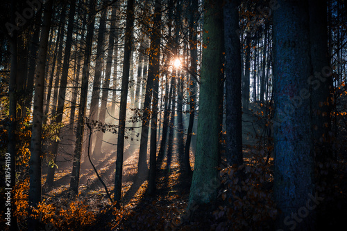 Magical autumn forest with sunbeams and olorful leaves in a cold, mystical atmosphere.