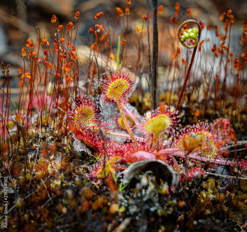 Sundew - The Fascinating Carnivorous Plant
