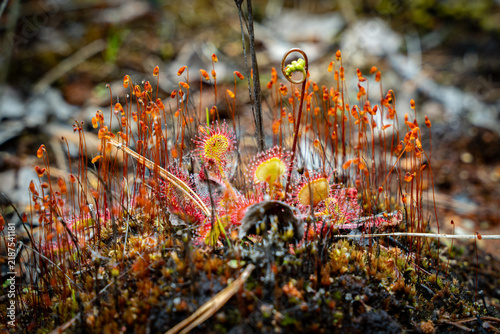 Sundew - The Fascinating Carnivorous Plant
