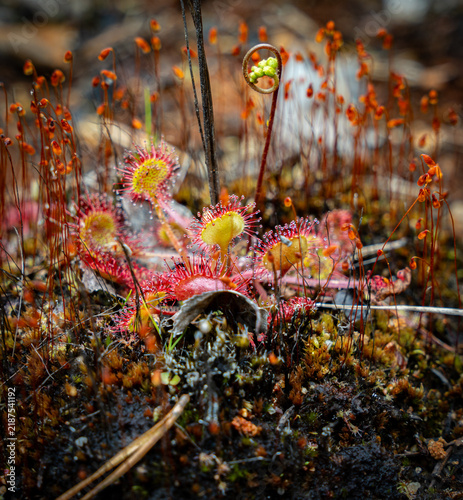 Sundew - The Fascinating Carnivorous Plant