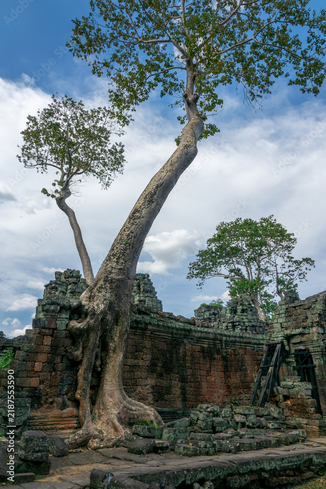Obraz premium Silk Cotton Tree growing on the ruins In Preah Khan temple in Angkor, Siem Reap Cambodia