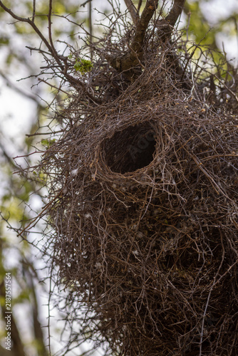 Fotografía Twisted branches form a tangled nest