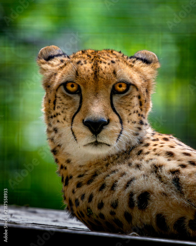 Cheetah rests, eyes sharp, focused, calm
