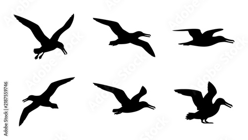 Seabird Silhouettes: Albatross Flight Poses, Vector Graphics for Nature and Travel