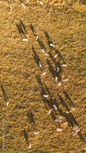 Aerial drone footage of cattle grazing peacefully in a pasture on a sunny afternoon in Brazil