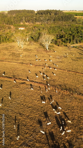 Aerial drone footage of cattle grazing peacefully in a pasture on a sunny afternoon in Brazil