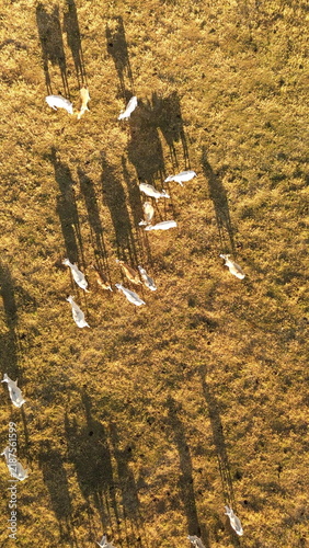 Aerial drone footage of cattle grazing peacefully in a pasture on a sunny afternoon in Brazil