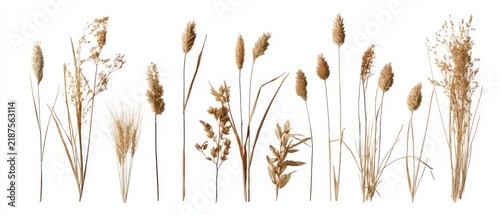 Collection of dried Timothy grass stalks and leaves, classic botanical set, pure white background