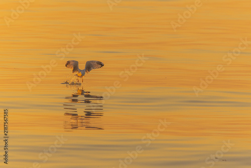 Seagull takes flight from golden water at sunset with reflection