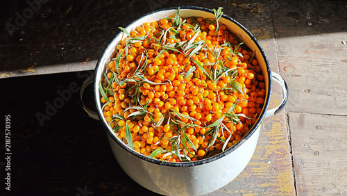 Canvastavla Sea buckthorn berries in an enamel pot, ready for processing