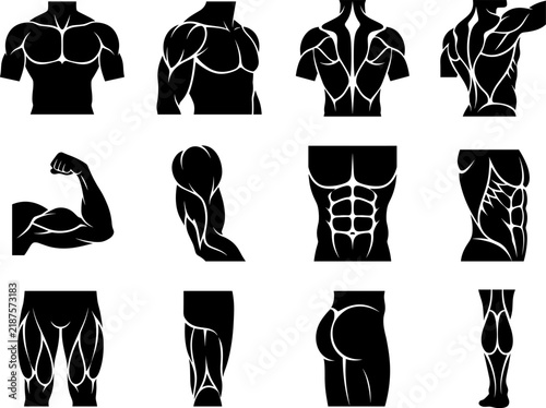 Human body muscular anatomy silhouettes showing muscle groups for training