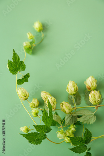 Obraz na plátne Fresh hop plant with green cones on green background